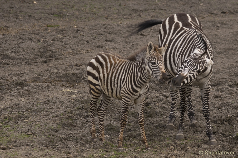 _DSC9895.JPG - Grant Zebra