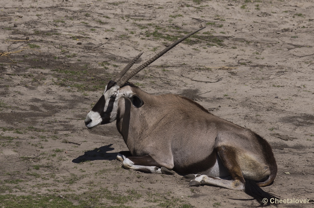 _DSC0489.JPG - Gemsbok