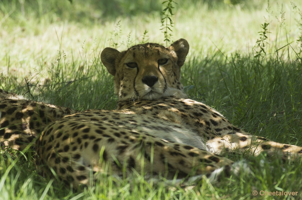 _DSC0503.JPG - Cheeta