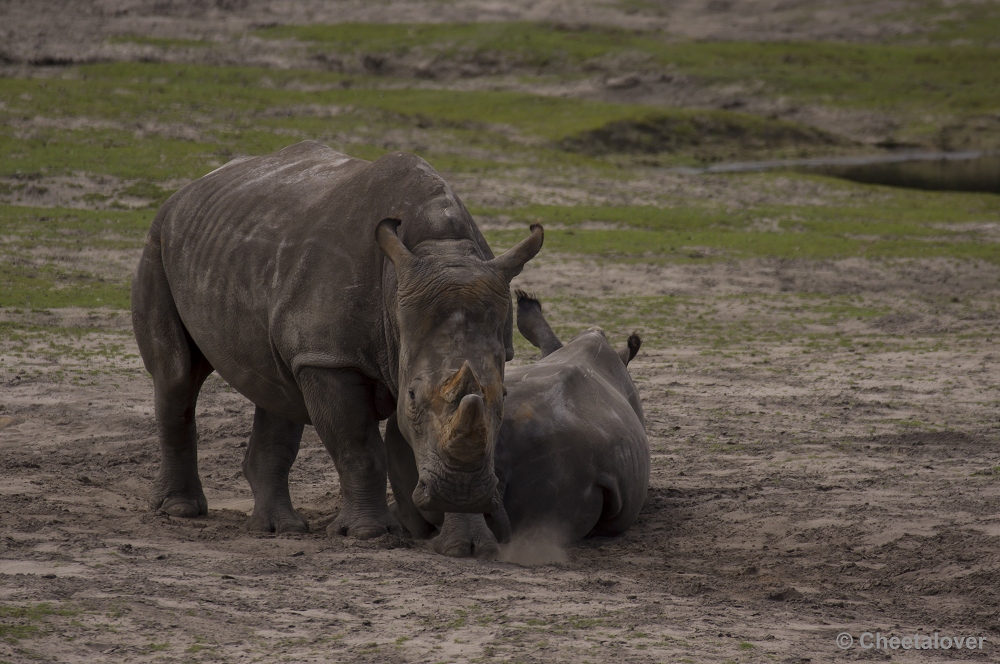 _DSC0515.JPG - Breedlipneushoorn