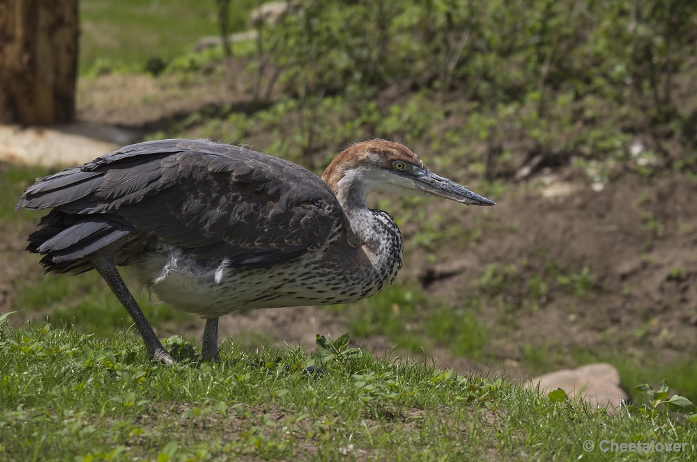 _DSC0527.JPG - Goliath Reiger