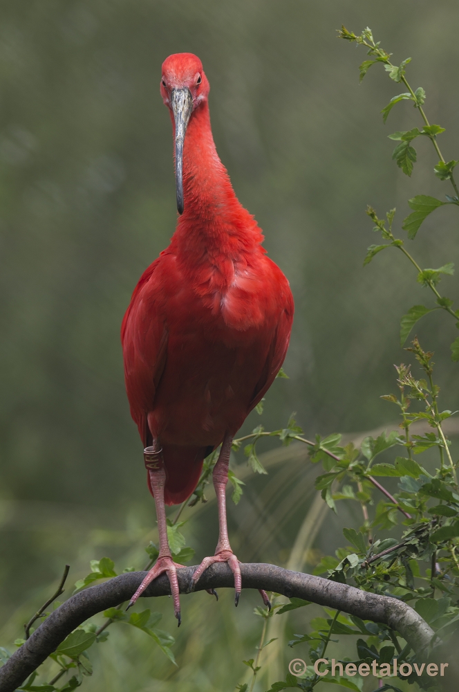 _DSC0590.JPG - Rode Ibis