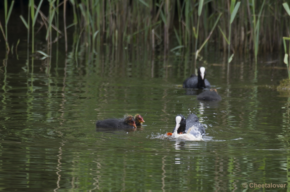 _DSC0593.JPG - Meerkoet