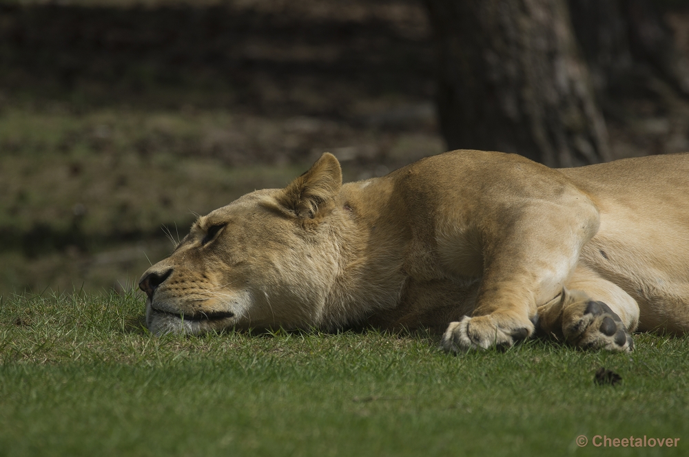 _DSC0612.JPG - Afrikaanse Leeuw