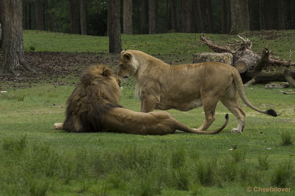 _DSC0619.JPG - Afrikaanse Leeuw