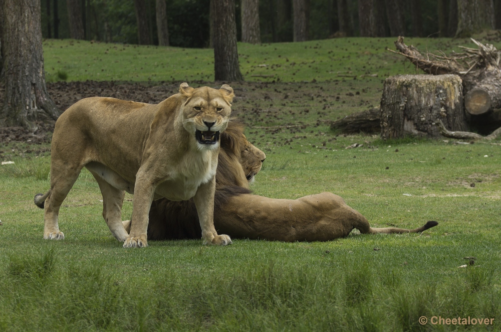 _DSC0623.JPG - Afrikaanse Leeuw