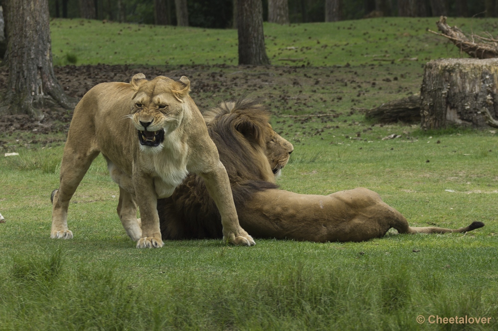 _DSC0624.JPG - Afrikaanse Leeuw