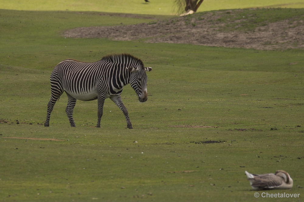 _DSC0641.JPG - Grevy Zebra