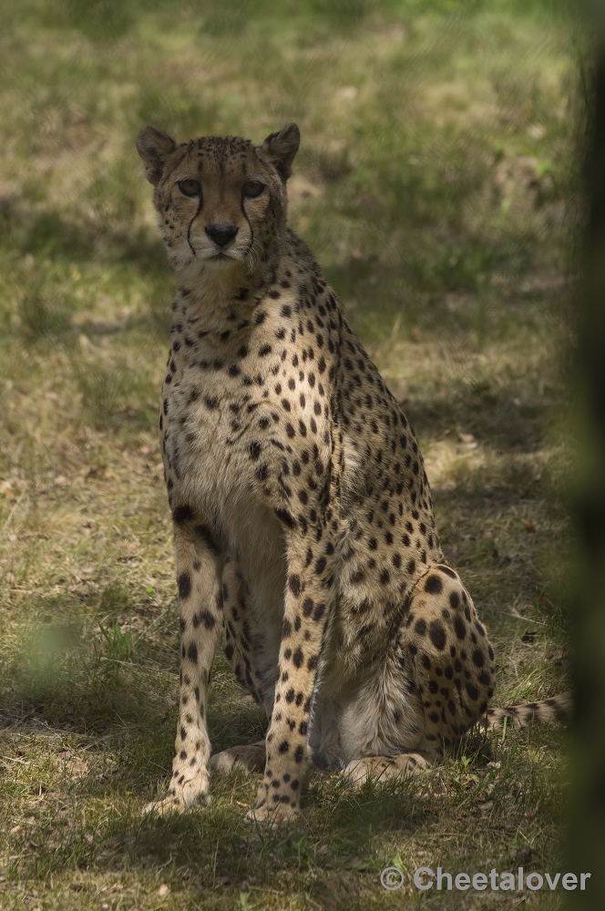 _DSC0713.JPG - Cheeta