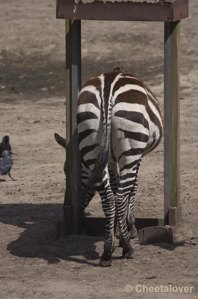 _DSC0735.JPG - Grant zebra