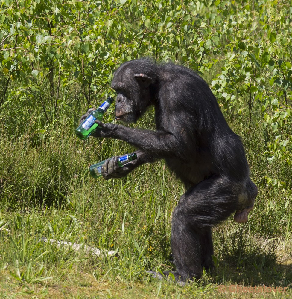 _DSC0744.JPG - Chimpansee