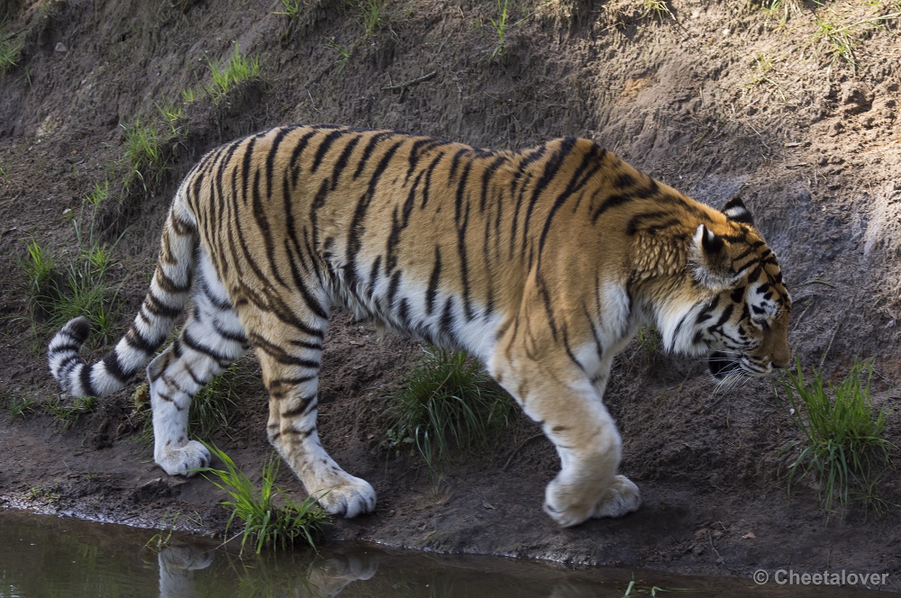 _DSC1169.JPG - Siberische Tijger