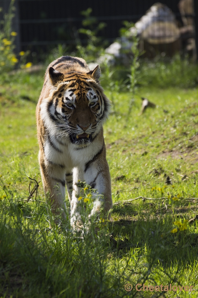 _DSC1171.JPG - Siberische Tijger