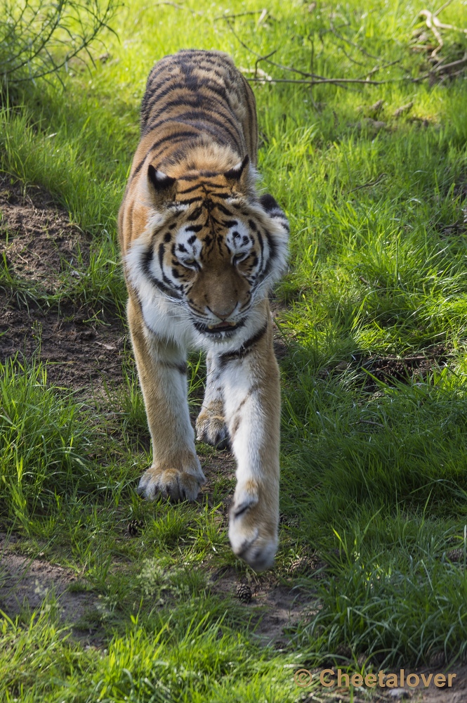 _DSC1174.JPG - Siberische Tijger