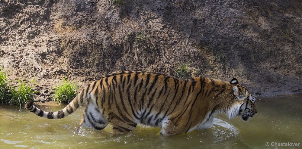 _DSC1177.JPG - Siberische Tijger