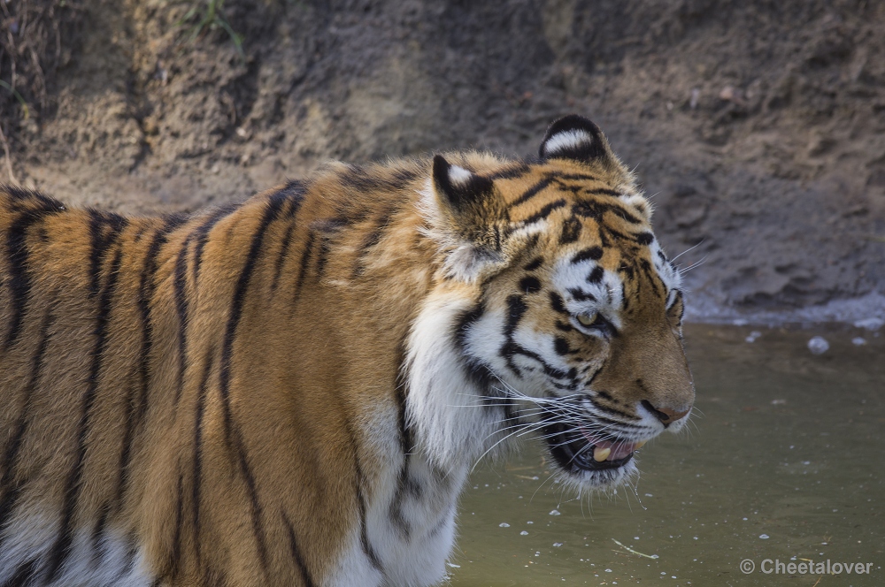 _DSC1178.JPG - Siberische Tijger