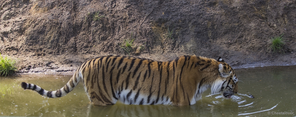 _DSC1181.JPG - Siberische Tijger