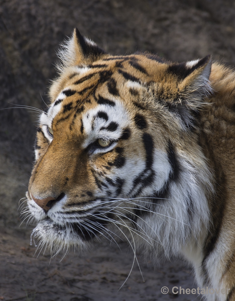 _DSC1182.JPG - Siberische Tijger