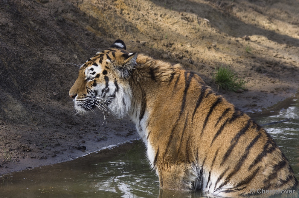 _DSC1183.JPG - Siberische Tijger