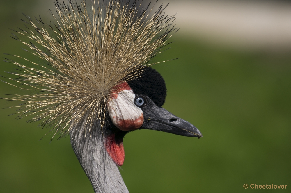 _DSC1194.JPG - Krroonkraanvogel