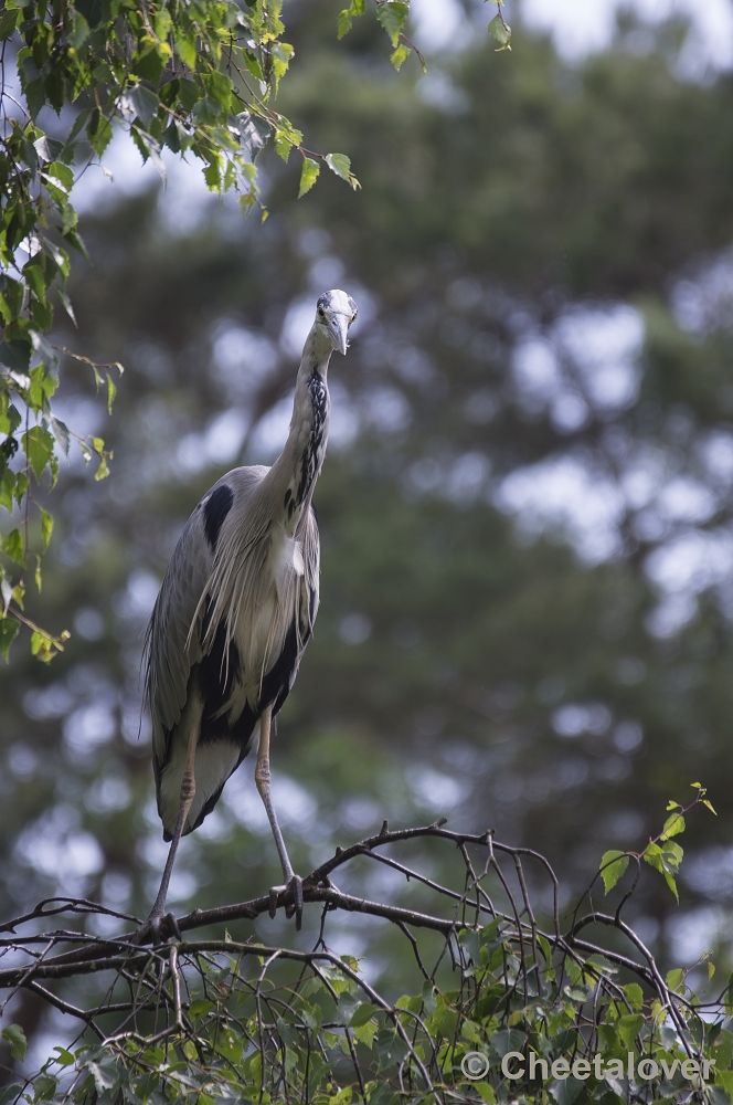 _DSC1239.JPG - Blauwe Reiger