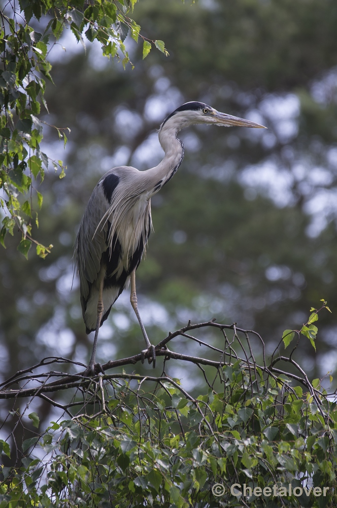 _DSC1241.JPG - Blauwe Reiger