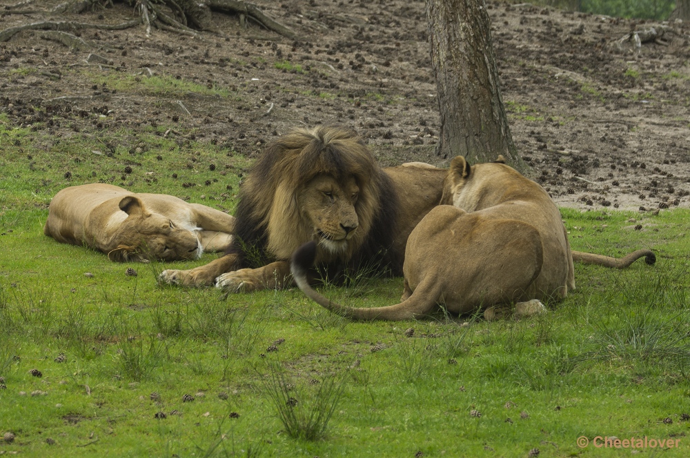 _DSC1248.JPG - Afrikaanse Leeuw