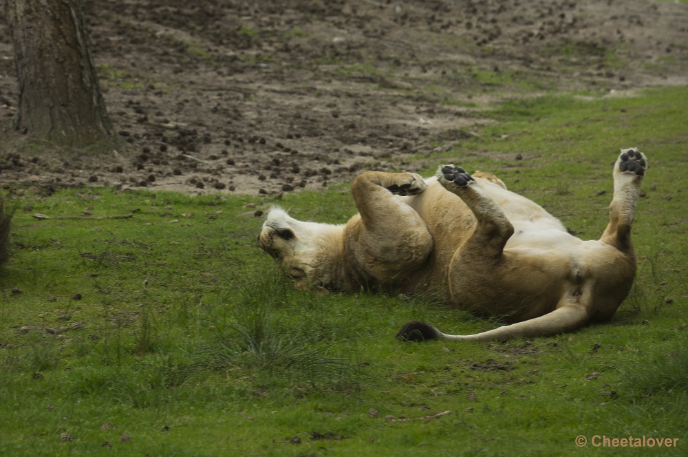 _DSC1259.JPG - Afrikaanse Leeuw