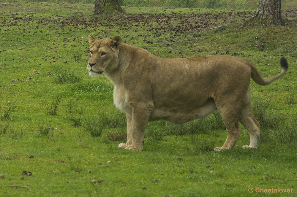 _DSC1266.JPG - Afrikaanse Leeuw