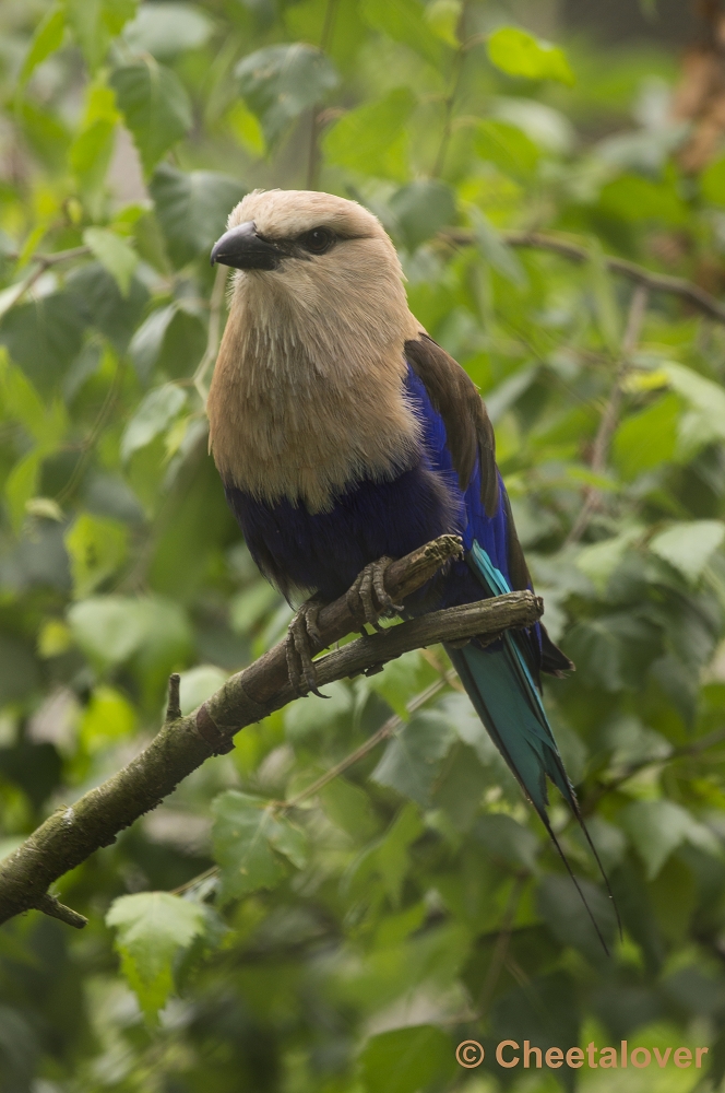 _DSC1276.JPG - Blauwbuikscharrelaar