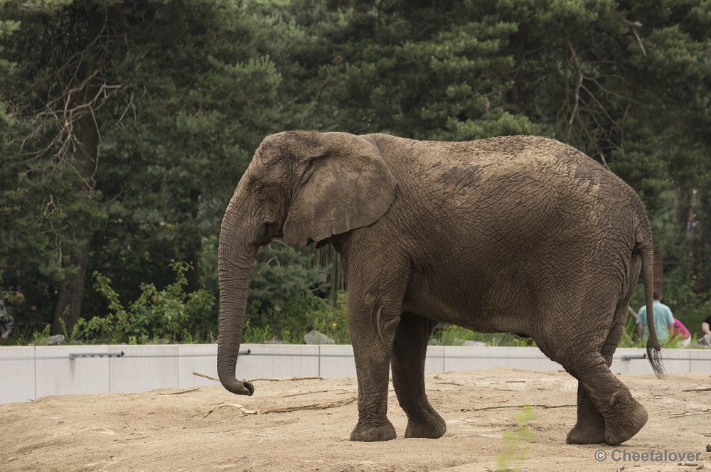 _DSC1278.JPG - Afrikaanse Olifant