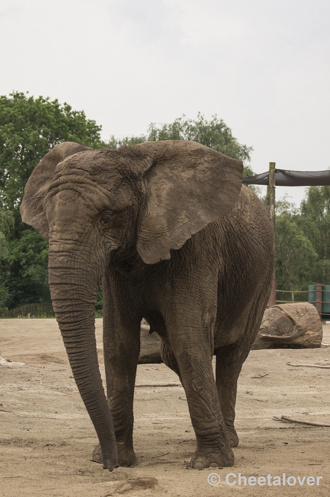 _DSC1279.JPG - Afrikaanse Olifant