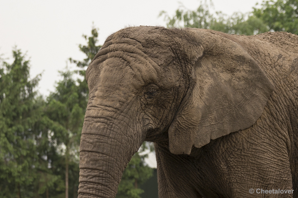 _DSC1284.JPG - Afrikaanse Olifant