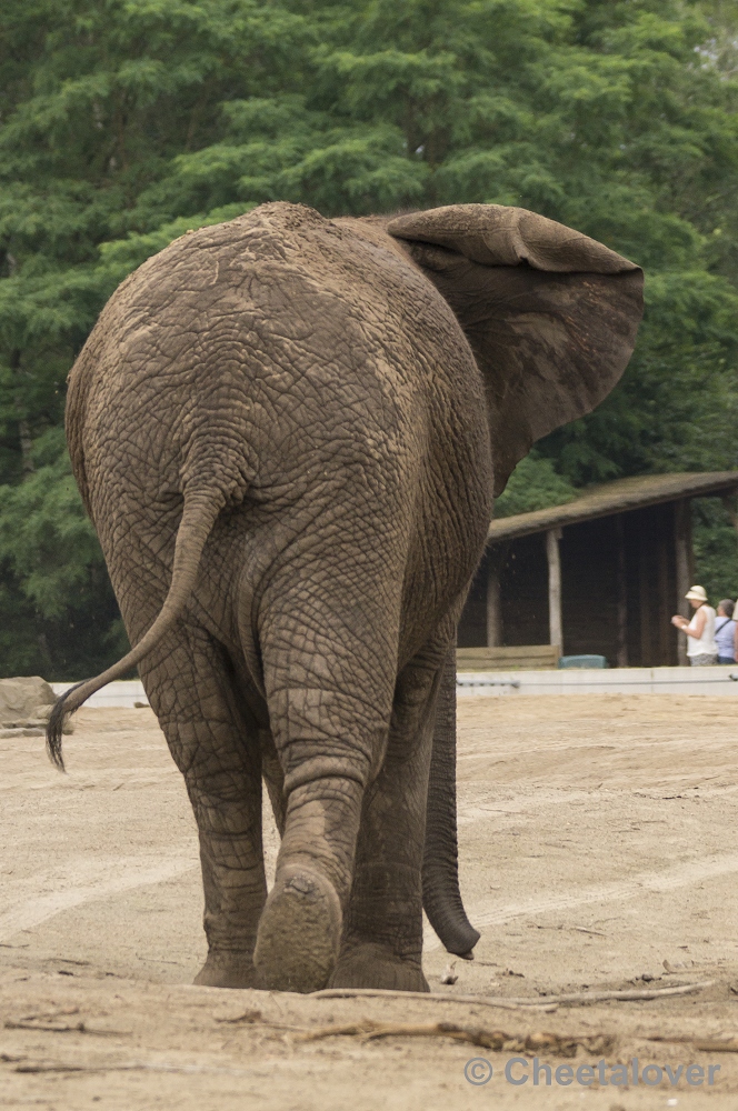 _DSC1285.JPG - Afrikaanse Olifant