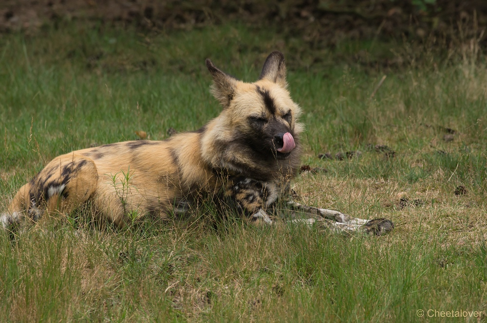 _DSC3545.JPG - Afrikaanse Wilde Hond