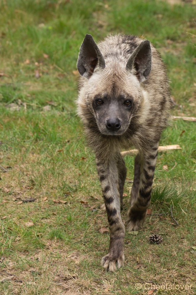 _DSC3565.JPG - Gestreepte Hyena