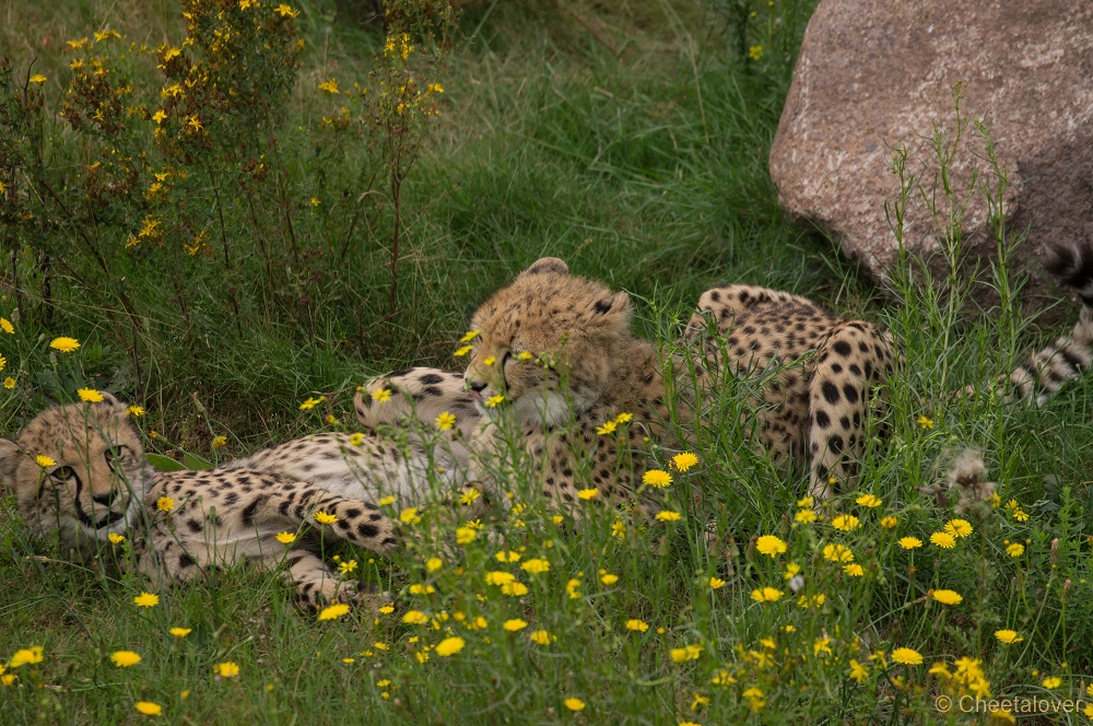 _DSC3578.JPG - Cheeta