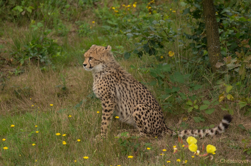 _DSC3595.JPG - Cheeta