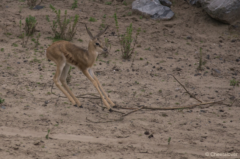 _DSC3623.JPG - Springbok