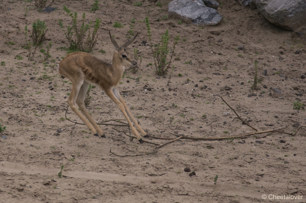 _DSC3623.JPG - Springbok