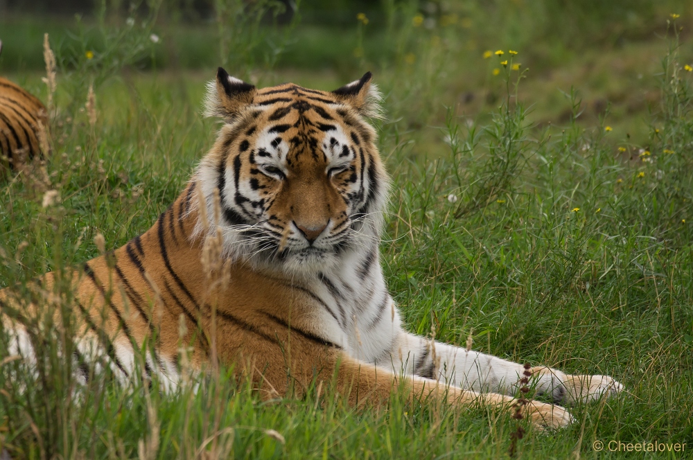 _DSC3648.JPG - Siberische Tijger