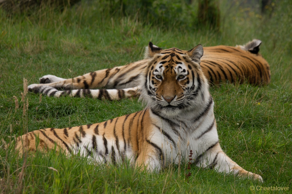 _DSC3651.JPG - Siberische Tijger