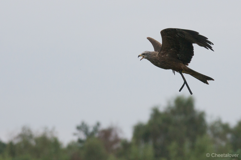 _DSC4112.JPG - Zwarte Wouw