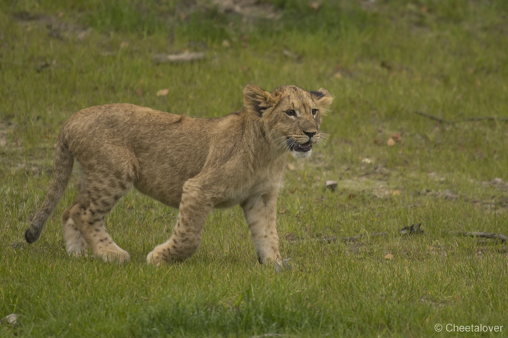 _DSC5981.JPG - Afrikaanse Leeuw