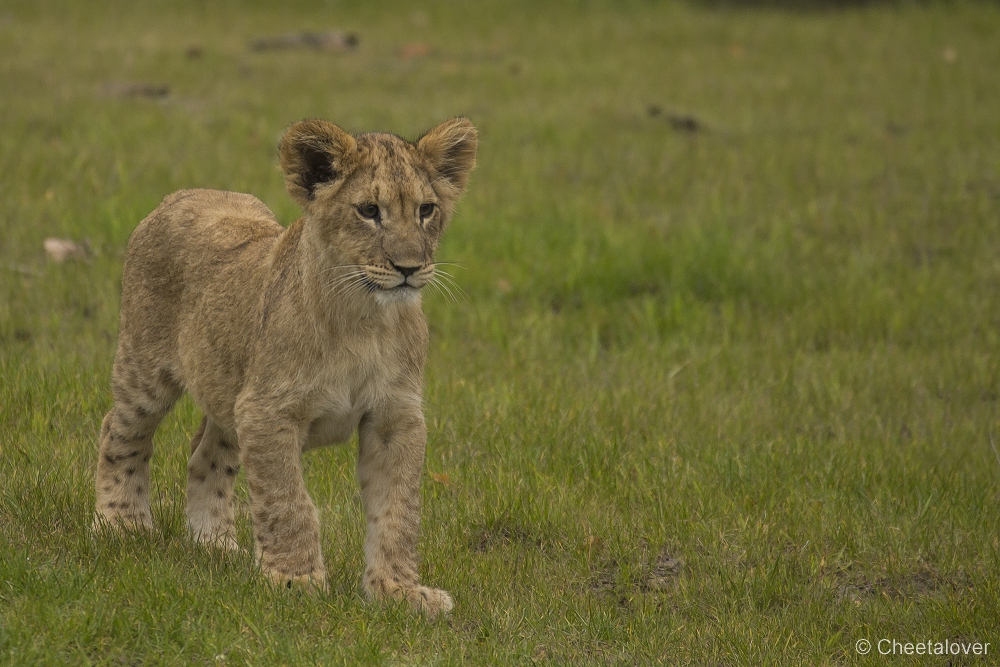 _DSC5984.JPG - Afrikaanse Leeuw