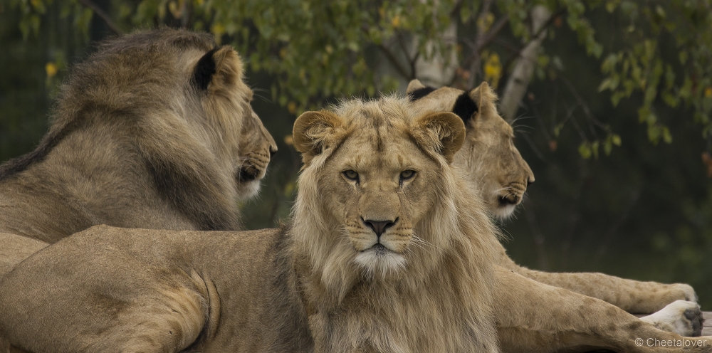 _DSC5992.JPG - Afrikaanse Leeuw