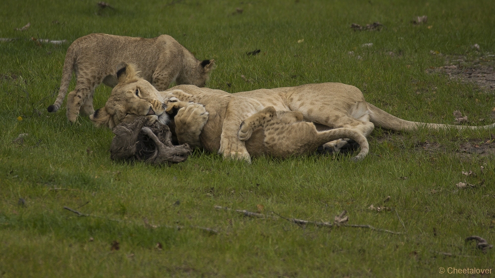 _DSC5997.JPG - Afrikaanse Leeuw