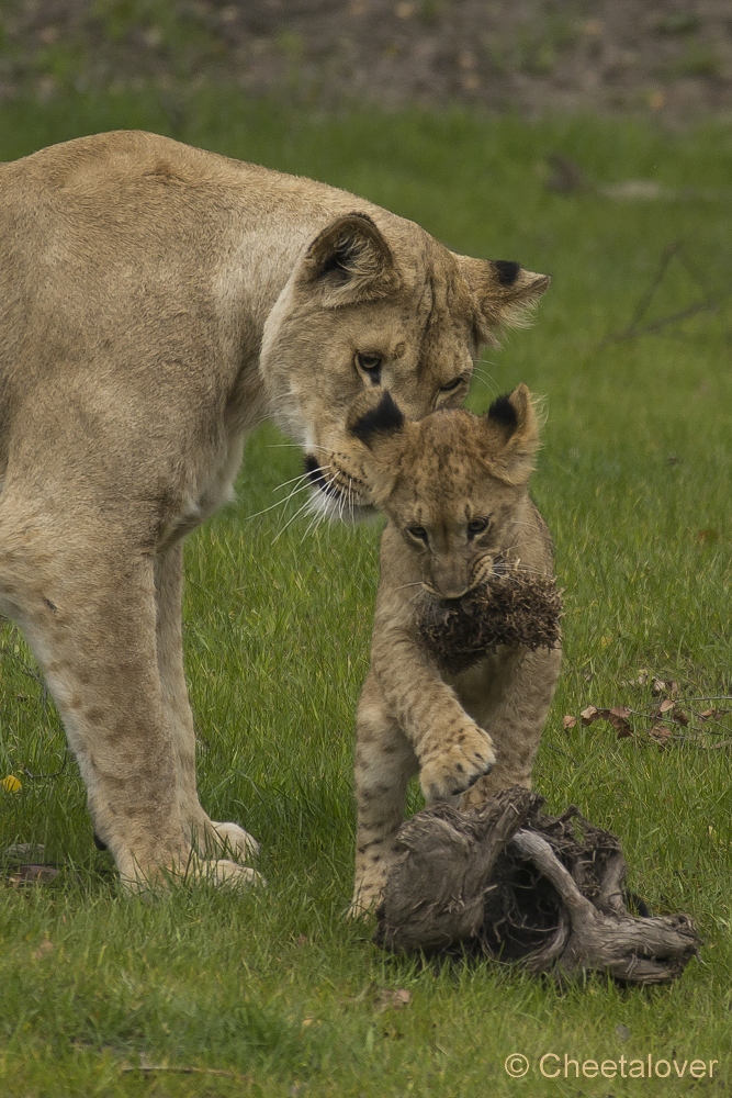 _DSC6022.JPG - Afrikaanse Leeuw