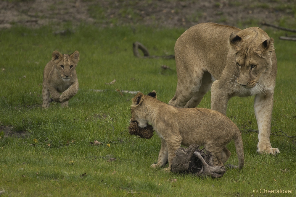 _DSC6026.JPG - Afrikaanse Leeuw