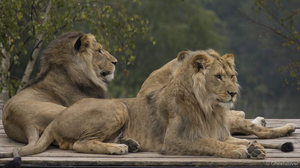 _DSC6037.JPG - Afrikaanse Leeuw